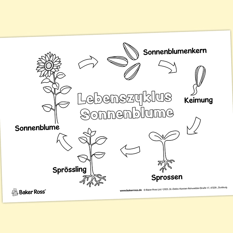 Lebenszyklus Sonnenblume